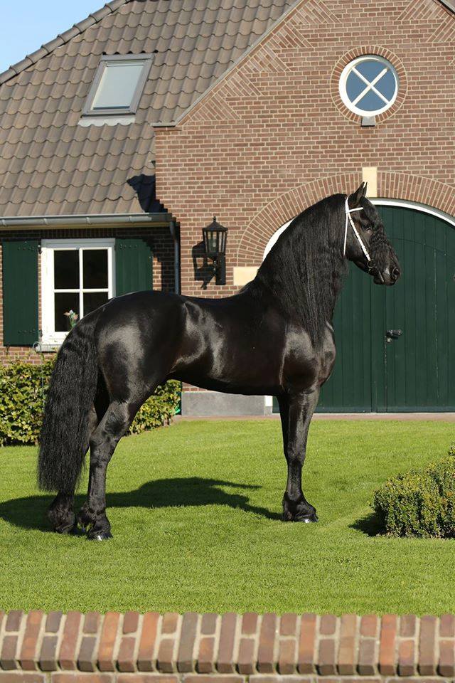 Friesian Horses